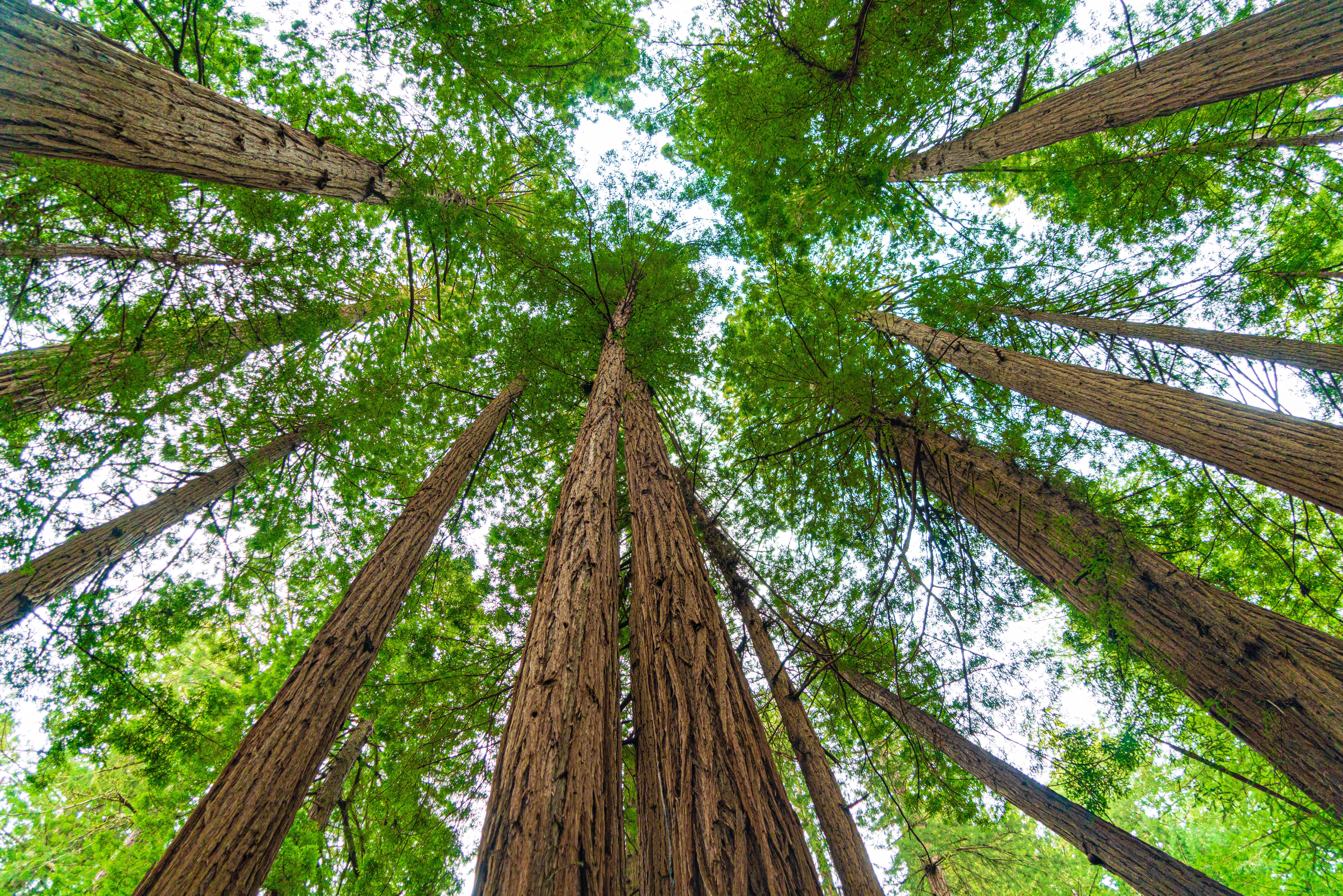 Looking up through tall redwoods and green canopy at Muir Woods National Monument.