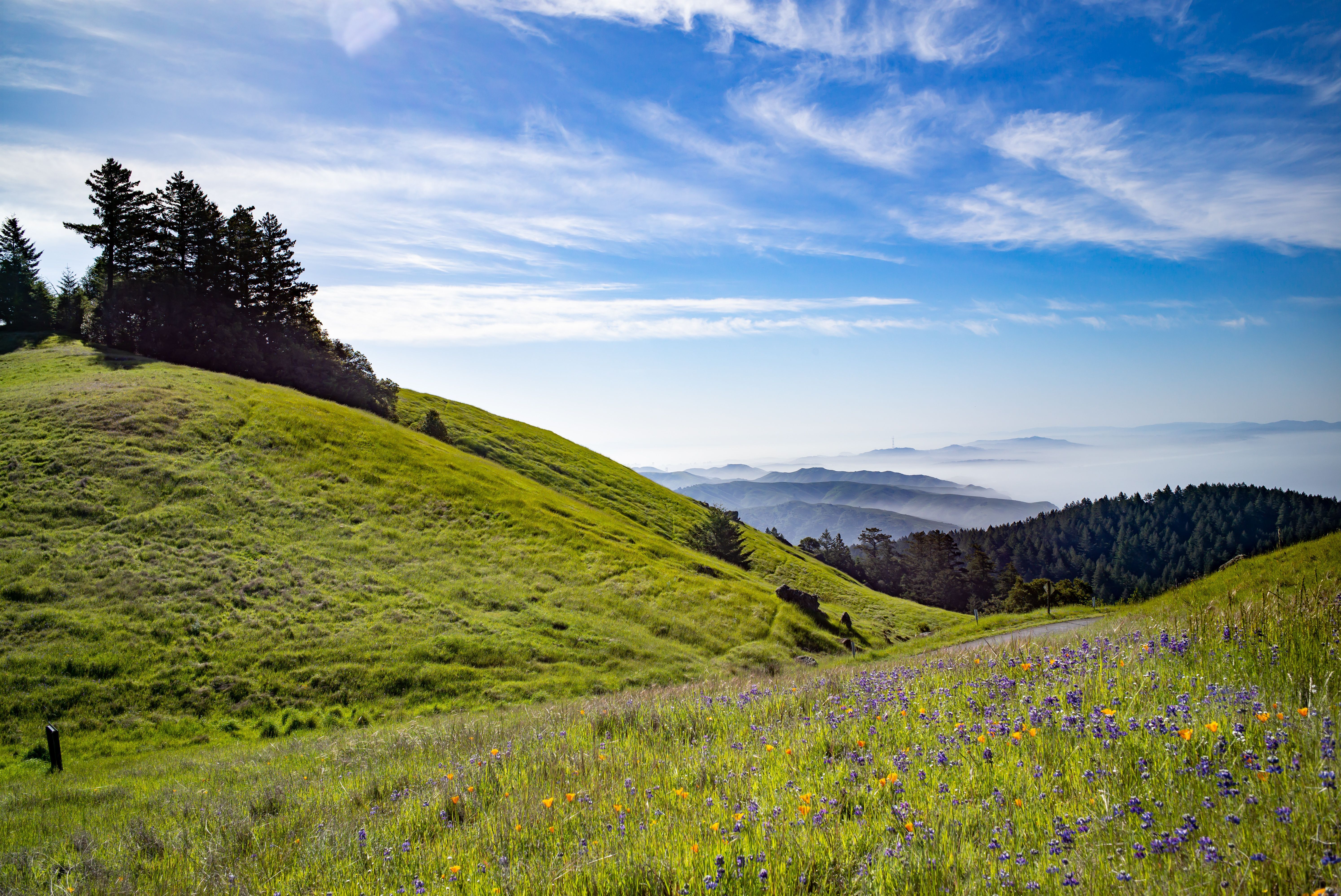 Green spring hills and wildflowers on Mount Tamalpais overlooking the Bay.
