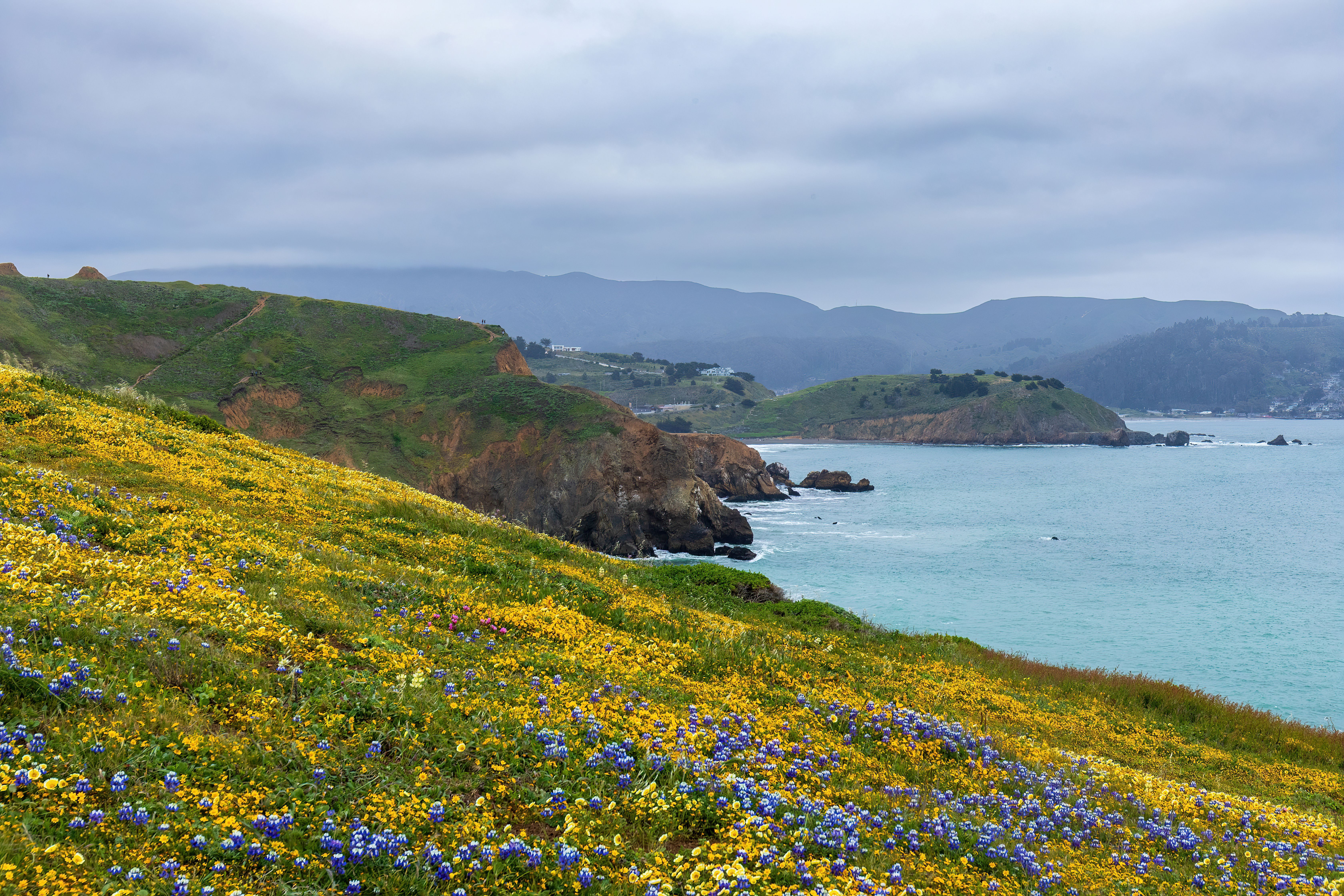 Yellow and purple wildflowers above coastal cliffs and the Pacific Ocean at Mori Point, California.