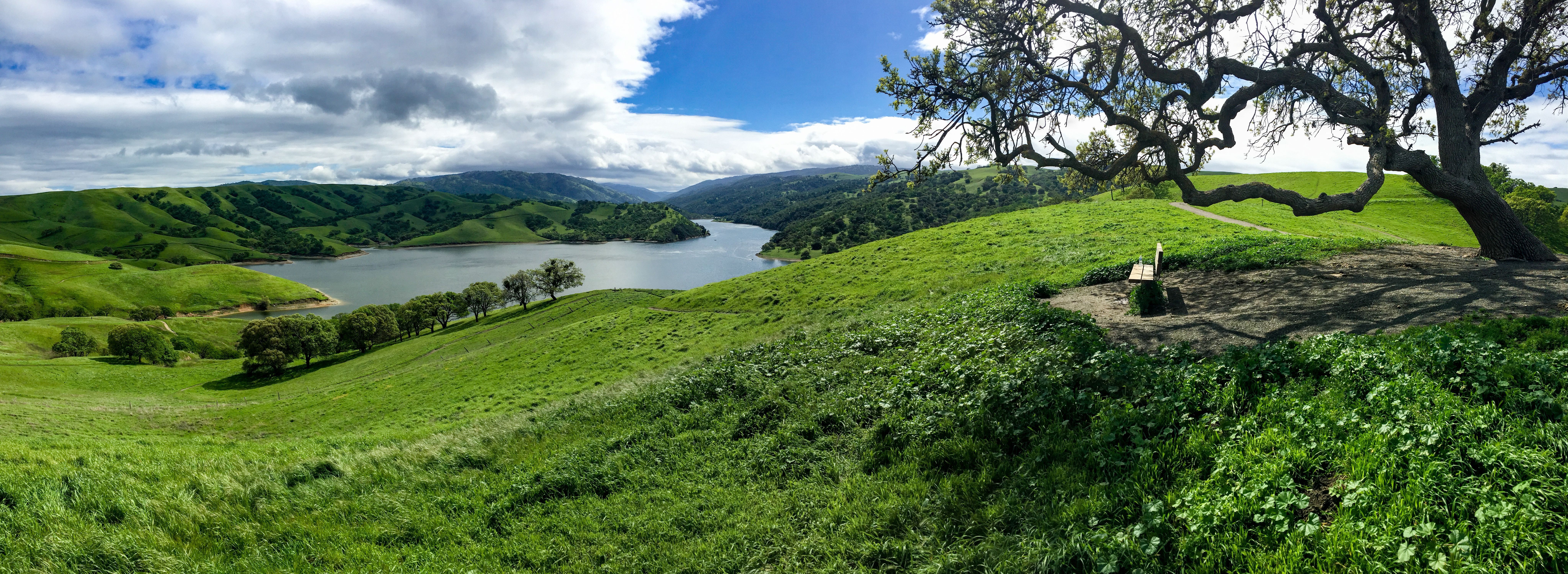 A broad oak tree and green hills overlooking the reservoir at Del Valle Regional Park.