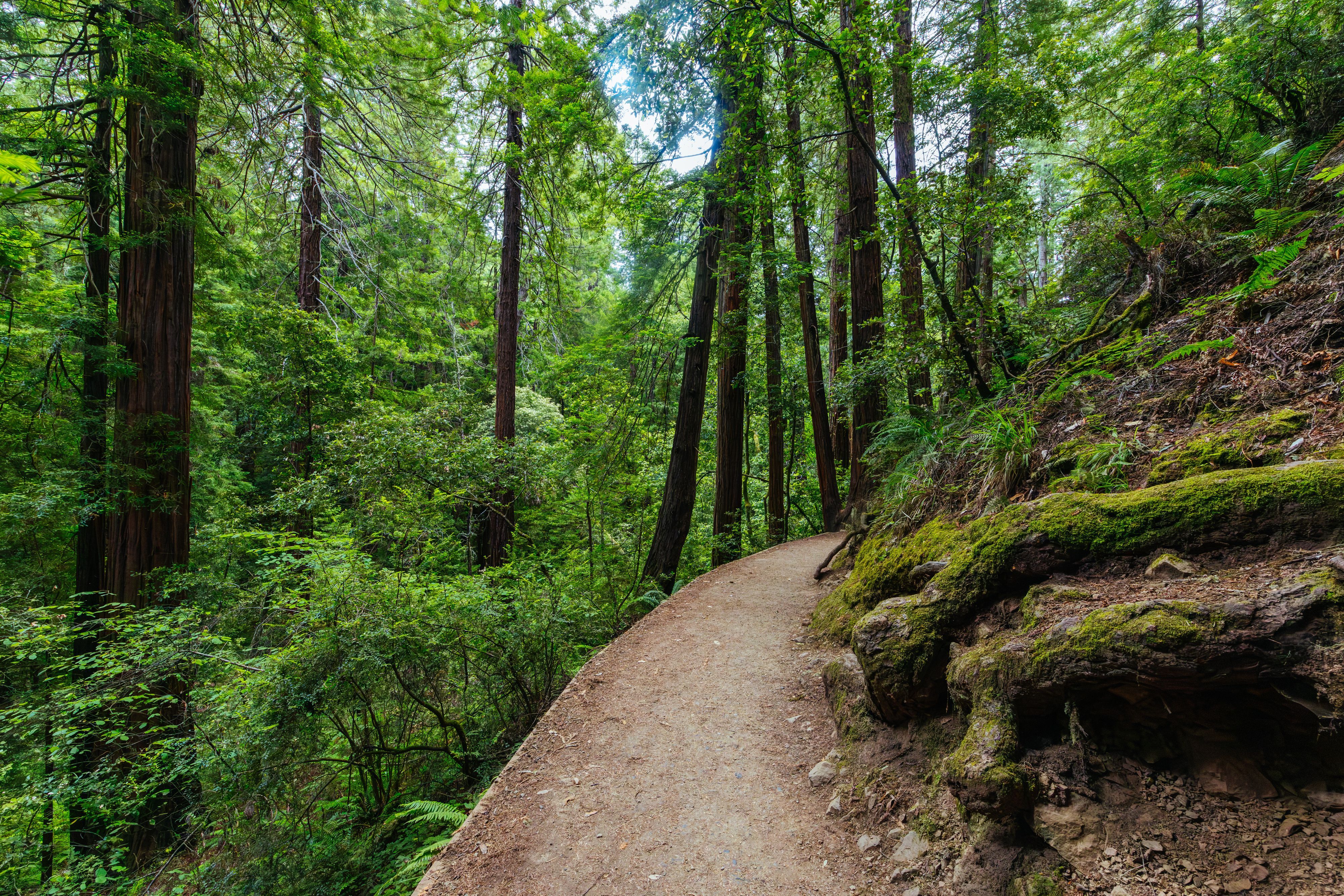 A winding dirt path beneath redwood trees in Muir Woods.