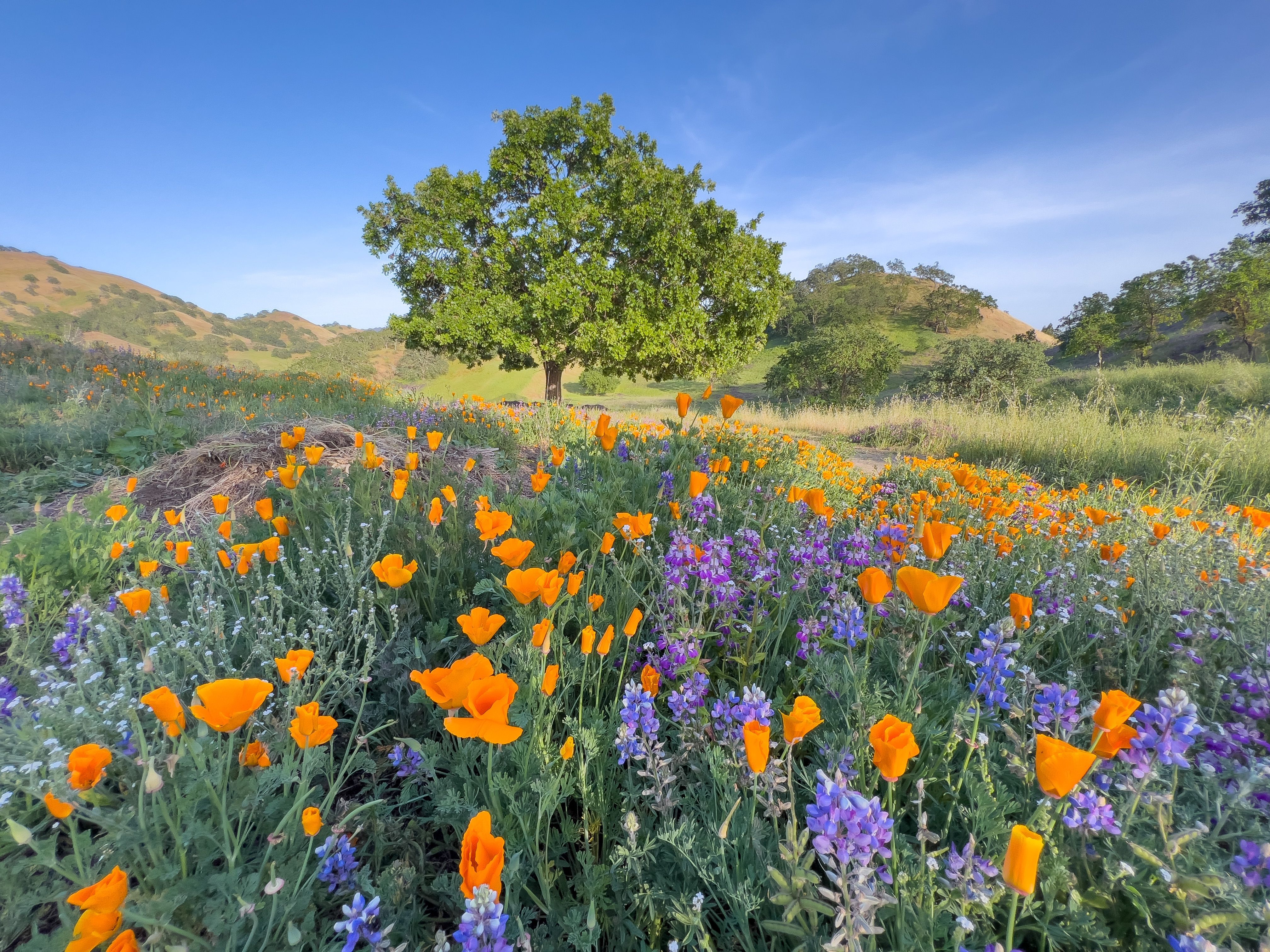 California poppies and purple lupine in a Northern California meadow beneath an oak tree.