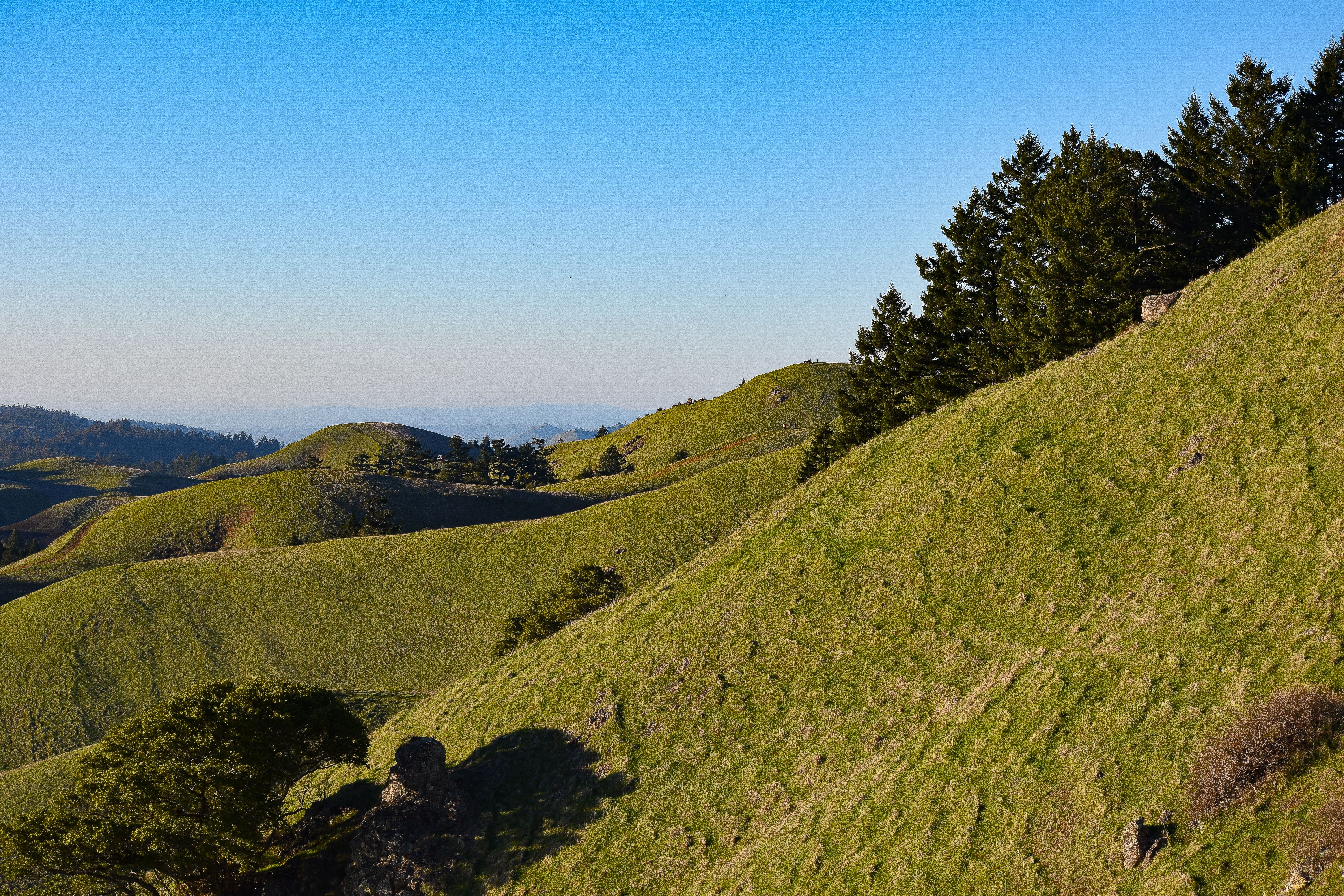 Green rolling hills and evergreen trees on Mount Tamalpais beneath a clear blue sky.